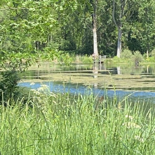 Au bord de la Moselle lors d'un pique Nique à Pagny